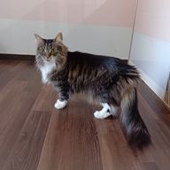 柑橘類さんのアイコン画像