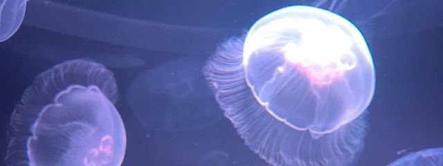 祐花さんの壁紙画像