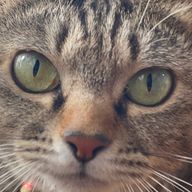 ひまわりさんのアイコン画像