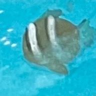 α(あるふぁ)さんのアイコン画像
