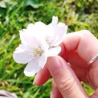 櫻井天音さんのアイコン画像