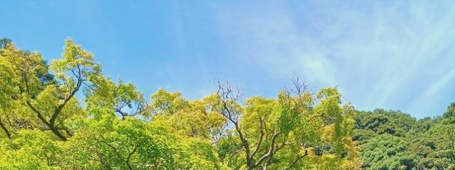 もちさんの壁紙画像