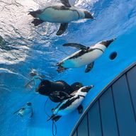 スイさんのアイコン画像