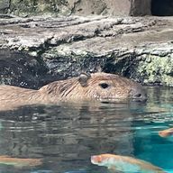 まる🫧さんのアイコン画像