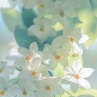 ゆ あ  さんのアイコン画像