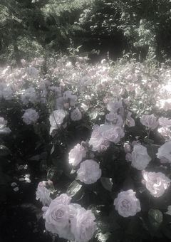  ✦.* 𝐎𝐫𝐢𝐠𝐢𝐧𝐚𝐥 𝐂𝐡𝐚𝐫𝐚𝐜𝐭𝐞𝐫𝐬 ˖˚˳⌖ 