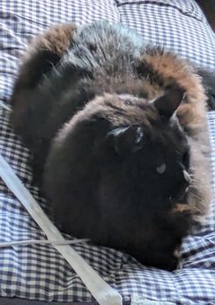 実写＆雑談部屋！