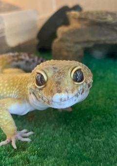ペットの日記