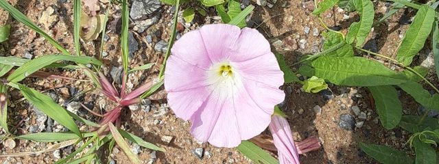 おもち(低浮上)さんの壁紙画像