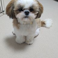 彩夏さんのアイコン画像