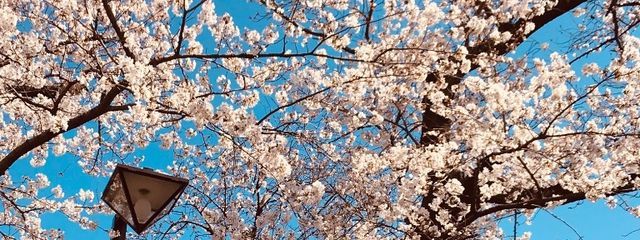 輝石さんの壁紙画像