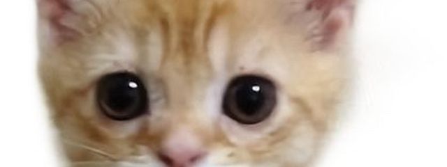 happycatさんの壁紙画像