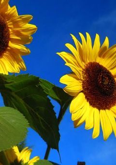 ひまわりのような明るさで.