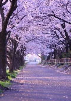 　狐の嫁入り
