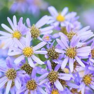 PIG LOVEさんのアイコン画像