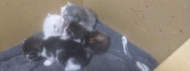 猫キャット@現実逃避してイラスト見ていたら4時でした....さんの壁紙画像