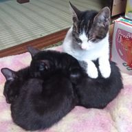 猫キャットさんのアイコン画像