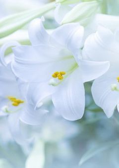 この生徒会なんか既視感ありすぎる