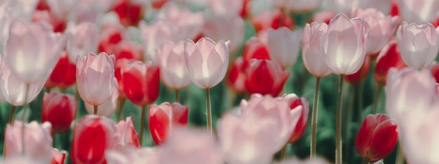 　ひめめさんの壁紙画像