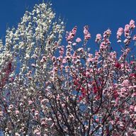 花珠朱菜さんのアイコン画像