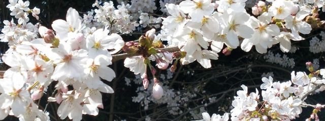　優花　# おちつくまでていふ & つうちあんまおえない　さんの壁紙画像