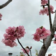 　優花　# おちつくまでていふ & つうちあんまおえない　さんのアイコン画像