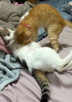 私のねこ自慢だけの部屋