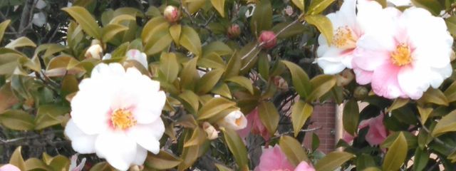 まゆみ3さんの壁紙画像