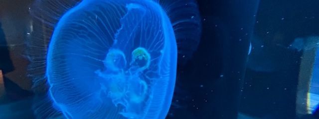 紫晶　無刻(むしょう　むこく)さんの壁紙画像