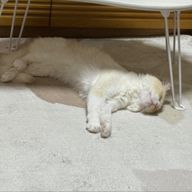 紫晶　無刻(むしょう　むこく)さんのアイコン画像