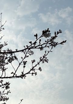 底辺×高さ÷２