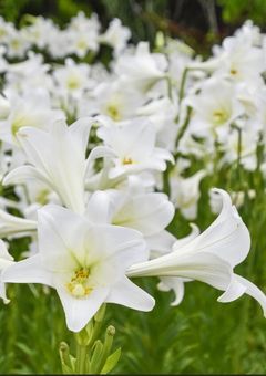 あの花の咲く丘で、君とまた出会えたら。