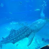 はははさんのアイコン画像