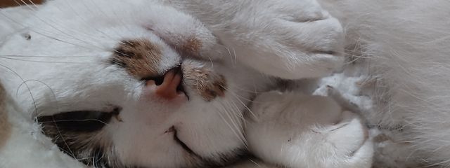 ゆーさんの壁紙画像