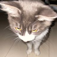 みゅ@3月末まで休暇🙇さんのアイコン画像