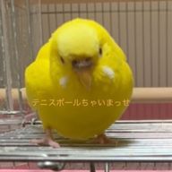 ゆず🐥さんのアイコン画像