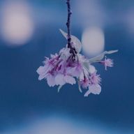 ✾さんのアイコン画像