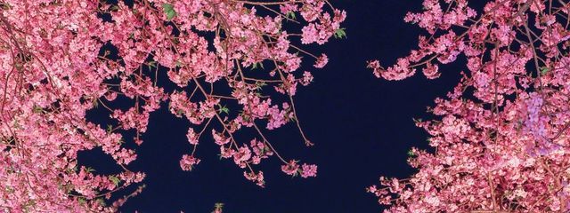 翠緑さんの壁紙画像