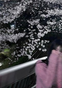 よざくら