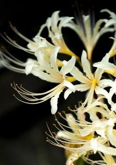 白曼珠沙華