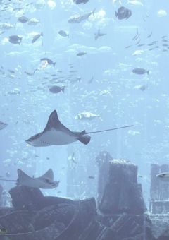 ⌇魚介のひとりごと ．