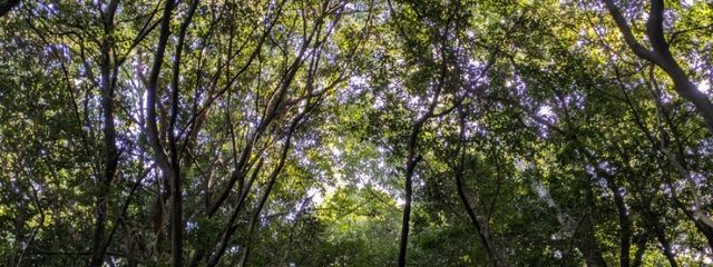 すてねこさんの壁紙画像