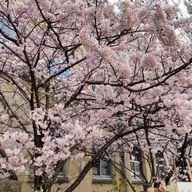 splasさんのアイコン画像