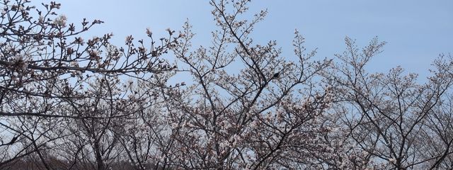 夕陽さんの壁紙画像