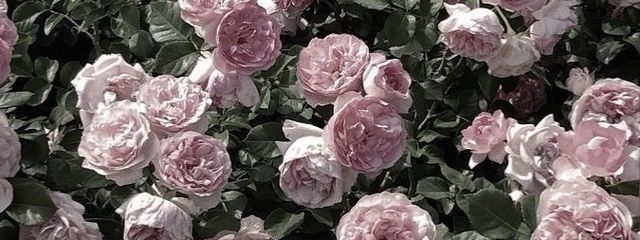 𝘵𝘢𝘮ྀིさんの壁紙画像