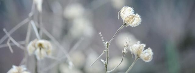 東雲葵(しののめ あおい)さんの壁紙画像
