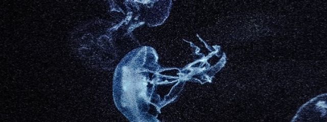 海月塚すぅんさんの壁紙画像