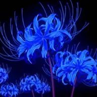 Lycoris.さんのアイコン画像