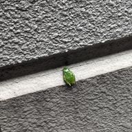 ばんちゃさんのアイコン画像