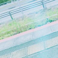 しらたま。さんのアイコン画像